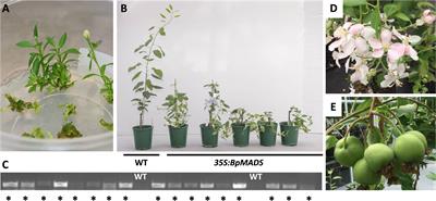 A MADS-box gene-induced early flowering pear (Pyrus communis L.) for accelerated pear breeding